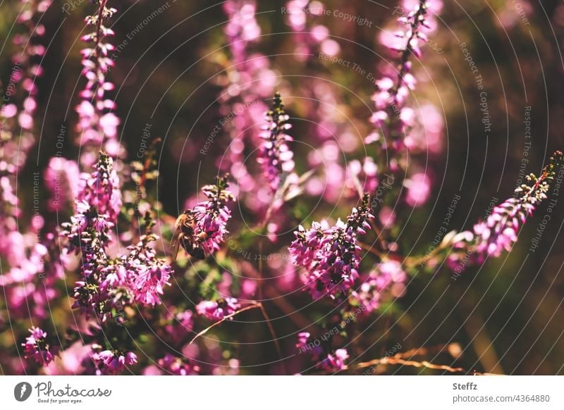 die Heide blüht Heideblüte Honigduft blühen Heidekraut Besenheide Haiku Heidestrauch Calluna Calluna vulgaris natürlich lilarosa braunrosa heimisch romantisch