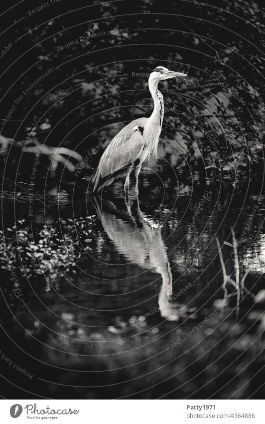 Graureiher steht im Wasser eines Teichs Fischreiher See Wasservogel Spiegelung im Wasser Vogel Tier Natur Außenaufnahme Reiher Reflexion & Spiegelung