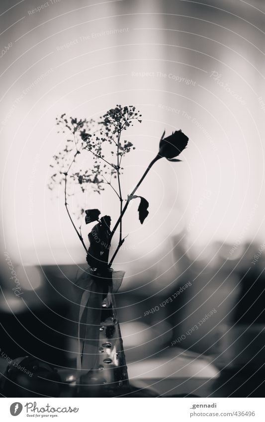 Rosen sind schwarz-weiß Blume Dekoration & Verzierung Vase Unschärfe Tischdekoration ruhig Schmuck Schnörkel Hochzeitstisch Schwarzweißfoto Innenaufnahme