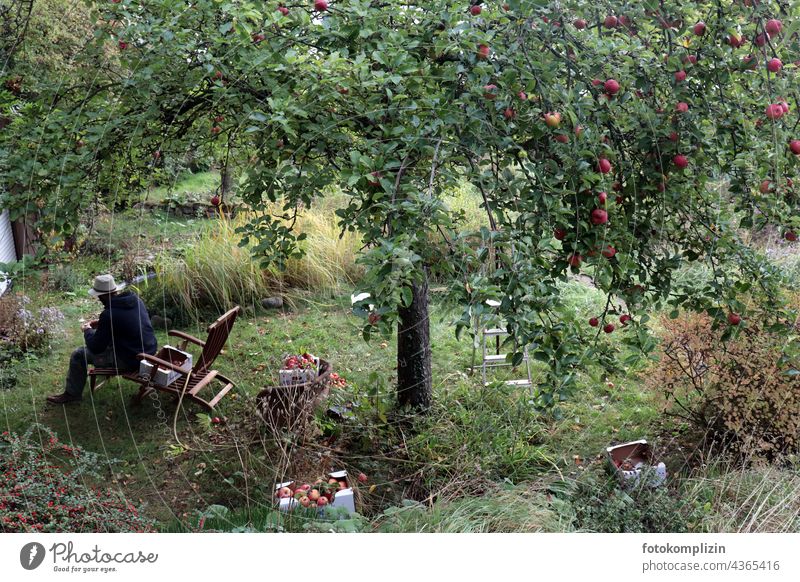 Apfelernte oder Mann mit Hut sitzt unter einem reifen Apfelbaum Äpfel ernten Hutablage Gartenstuhl Bioprodukte Ernte Baum frisch Herbst Lebensmittel Natur