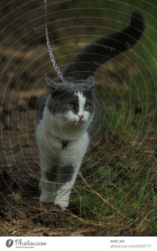 Eine schöne rauchfarbene Katze mit selbstbewusst erhobenem Schwanz geht an einem Geschirr einen mit Tannenzapfen übersäten Waldweg entlang und lauscht dem Rascheln des Waldes. Porträt einer grau-weißen Katze mit grünen Augen, die an der Leine in einem Sommerwald spazieren geht.