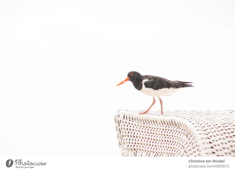 Ein Austernfischer steht auf einem weißen Strandkorb. Seitliche Ansicht, weisser Hintergrund und viel Textfreiraum Vogel Wildvogel Haematopus ostralegus Haltung