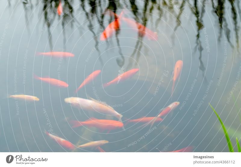 Goldfisch Karpfen im Teich. Bunte Koi-Fische schwimmen schönheit unterwasser keine menschen haustiere hintergründe koi-karpfen farbe tierwelt futter fische