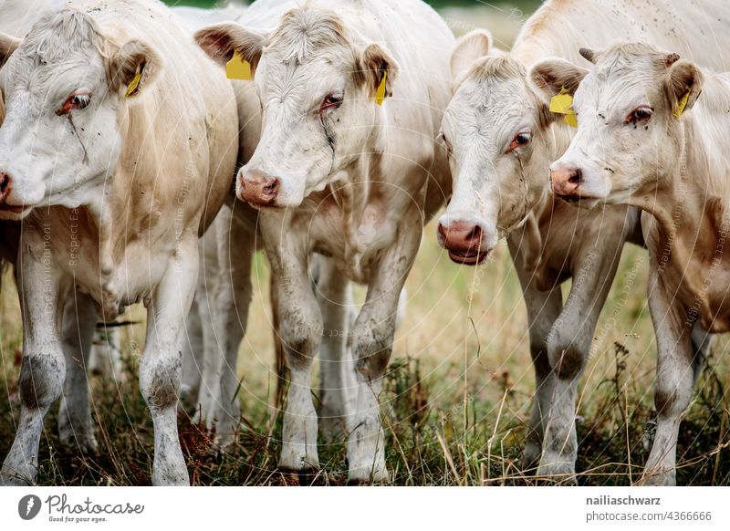 Kälber Kalb Wiese Landwirtschaft Tier Säugetier Nutztier Kuh Herde Tiergruppe Neugier jung Jungtier niedlich artgerecht artgerechte haltung Weide Gras