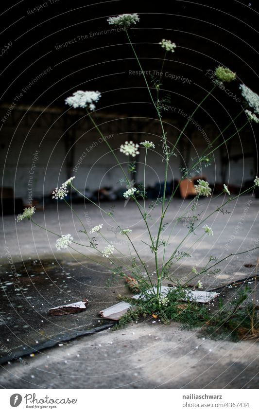 Vergänglichkeit. Pflanze Blume Bärenklau verlassen verlassenes Gebäude Ruine Natur Naturerlebnis Bauwerk schäbig abrissreif Vergangenheit Architektur