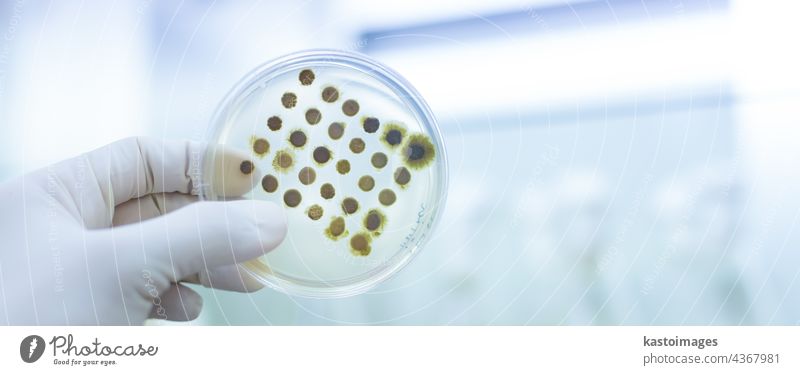 Wissenschaftlerin, die im Rahmen eines wissenschaftlichen Experiments Bakterien in Petrischalen auf Agar-Gel züchtet. Analyse analysieren Bakteriologie