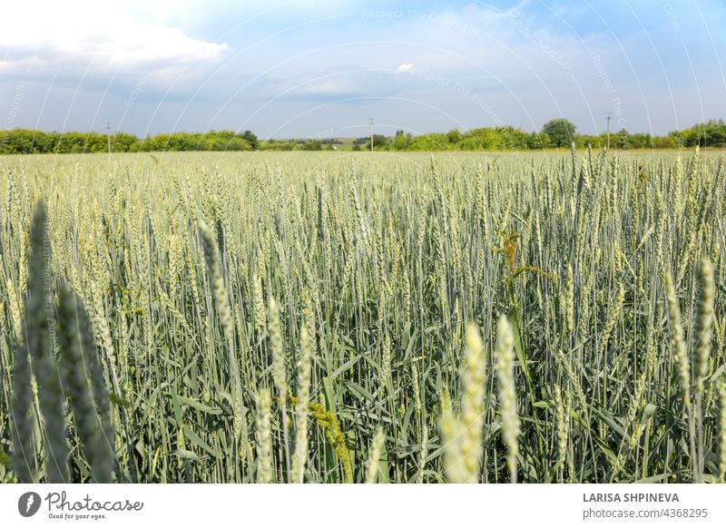 Goldgelbe grüne Ährchen von reifem Weizen im Feld auf blauem Himmel Hintergrund. Panoramablick auf schöne ländliche Landschaft, selektiver Fokus. Ackerbau