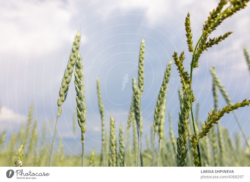 Goldgelbe grüne Ährchen von reifem Weizen im Feld auf blauem Himmel Hintergrund. Panoramablick auf schöne ländliche Landschaft, selektiv Ackerbau Gerste hell