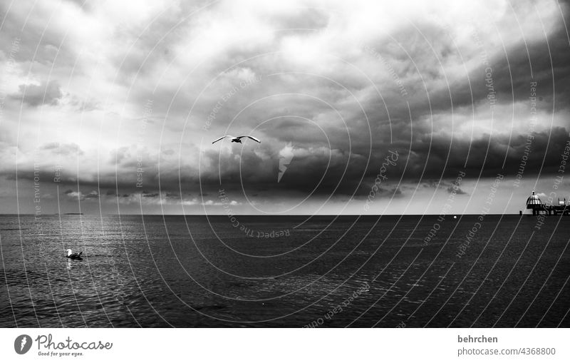 zwei möwen, eine fliegt, eine schwimmt dramatisch Usedom Schwarzweißfoto Vögel Freiheit weite Fernweh Sehnsucht Idylle Wasser Wellen Natur Wolken Himmel Ostsee