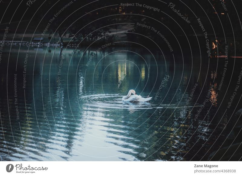 Ein Schwan schwimmt an einem späten Abend in einem See Schwanensee Vogel geheimnisvoll mystisch Abendstimmung Lichtmalerei Romantik künstlerisch