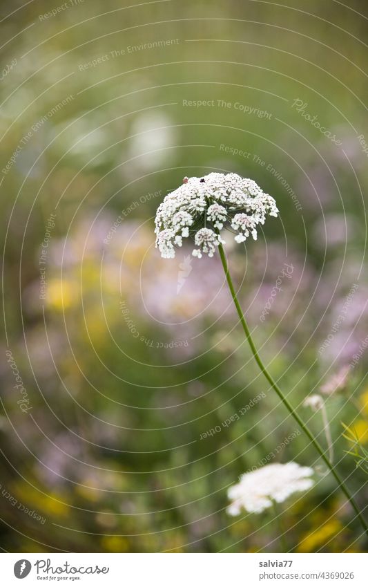 Doldenblüte in der Wildblumenwiese Blumenwiese Sommer Blüte Blühend Wilde Möhre Wiese Natur Pflanze weiß Wildpflanze Schwache Tiefenschärfe Farbfoto