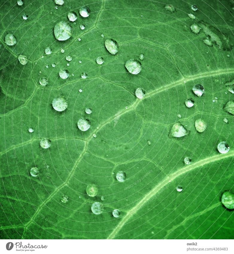 Wasseradern Regentropfen benetzt Garten Pflanze Detailaufnahme Nahaufnahme Strukturen & Formen Grünpflanze Blatt Blattadern Idylle glänzend Wassertropfen Umwelt