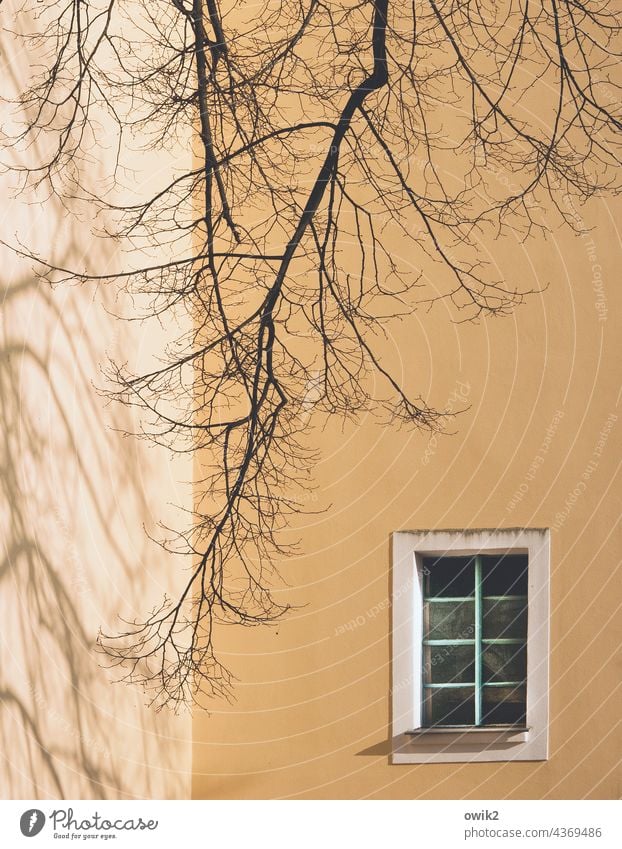 Fensterplatz Haus Fassade Außenaufnahme Farbfoto Zweige u. Äste Baum Menschenleer Gebäude Wand Mauer Sonnenlicht Natur Tag menschenleer Textfreiraum