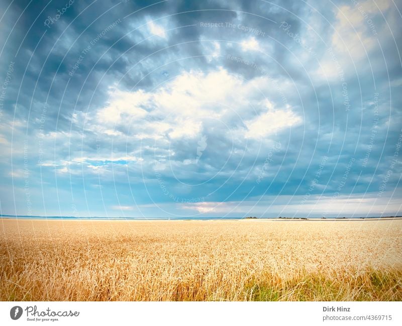 Getreidefeld mit wolkenverhangenem Himmel Feld Landwirtschaft Kornfeld Nutzpflanze Ackerbau Ähren Sommer Ernährung Natur Außenaufnahme Pflanze Menschenleer