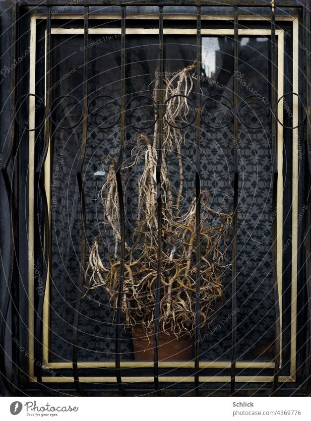 "Niemand kümmert sich mehr um mich"  Tote vertrocknete Zimmerpflanze hinter einem alten Fenster aus Aluminium Pflanze tot Tod verwahrlost Sterben verlassen
