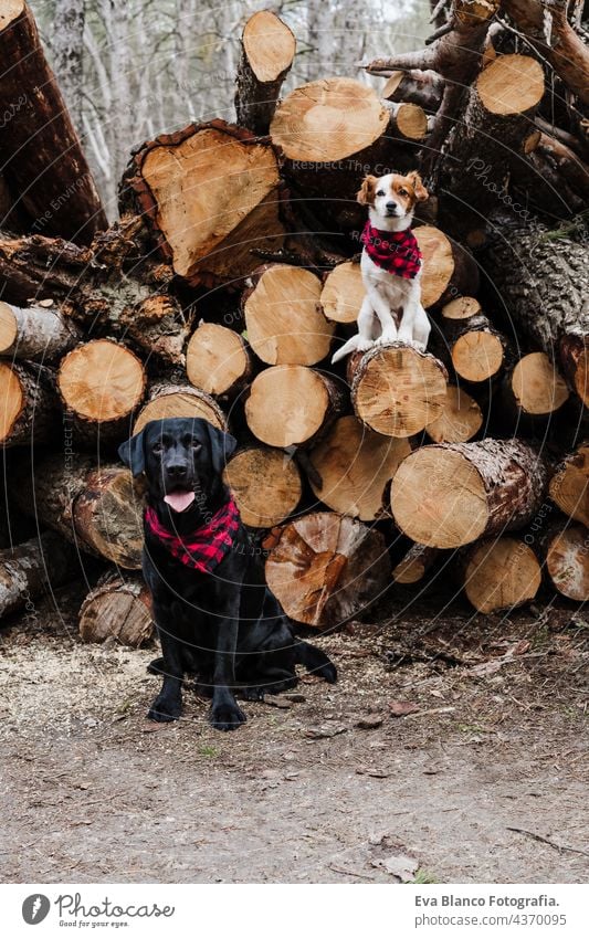 schöne schwarze Labrador und Jack Russell Hund Wearing modernen Bandanas stehen durch Holzstämme in Berg. Haustiere in der Natur schwarzer Labrador jack russell