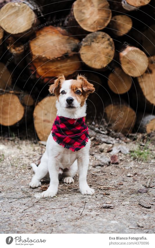 niedlichen Jack Russell Hund Wearing modernen Bandana sitzen vor Holzstämmen in Berg. Haustiere in der Natur jack russell Wald Herbst Kopftuch Kragen anleinen