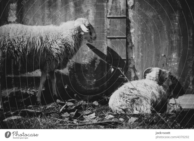 Lost Land Love | zwei harmlose Schafe im Schafspelz Nutztier Metallwand ruhen Viehhaltung Schwarzweißfoto lost places Wellblech Ruhephase Zahn der Zeit