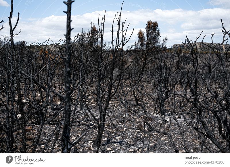 Verkohlte Bäume und Buschland nach Waldbrand Natur Baum Feuer Umwelt Außenaufnahme menschenleer Landschaft Brand verbrannt grau schwarz blauer Himmel Holz heiß
