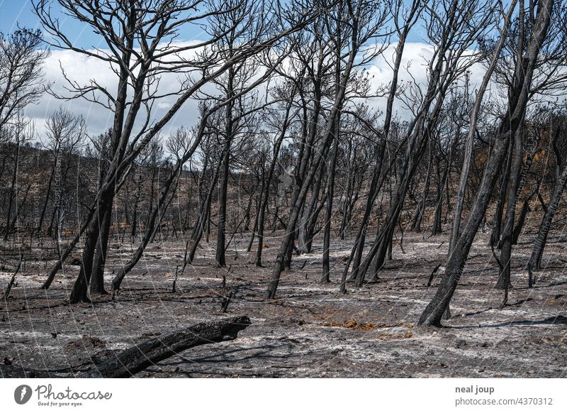 Verkohlte Bäume und Buschland nach Waldbrand Natur Baum Feuer Umwelt Außenaufnahme menschenleer Landschaft Brand verbrannt grau schwarz blauer Himmel Holz heiß