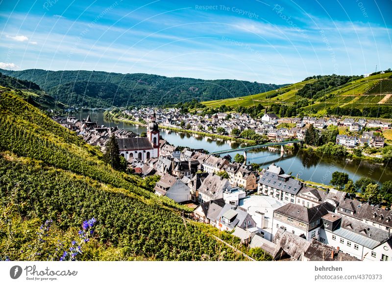 wein wandern Wege & Pfade Hunsrück Moseltal Weinbau Rheinland-Pfalz Mosel (Weinbaugebiet) Weinstock Weinberg Weintrauben Weinrebe Landschaft Berge u. Gebirge