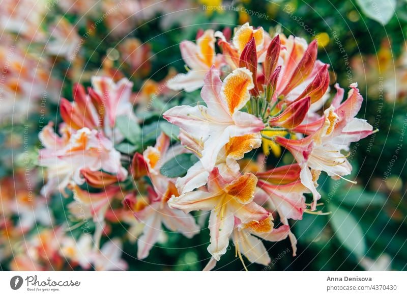 Blühende Sträucher des Japanischen Rhododendrons in Orange rhododendron Garten Strauch Buchse Gartenarbeit Rhododendronblüte Frühling Sommer gelb orange Park