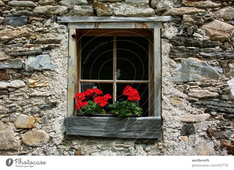 Das Fenster Blume Hütte Mauer Wand Stein Holz alt rot Fensterkreuz Hüttenferien Farbfoto Außenaufnahme Detailaufnahme Tag Kontrast Fensterrahmen Fensterbrett
