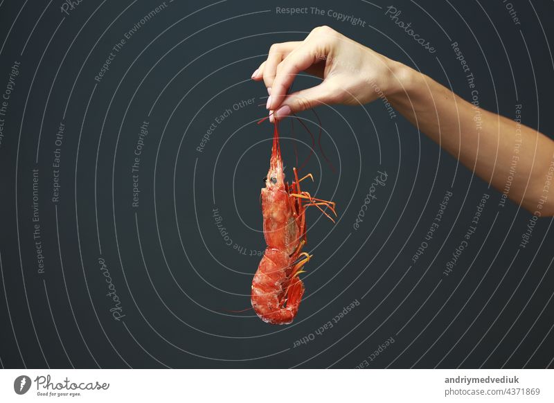 Nahaufnahme einer weiblichen Hand, die frische rohe rote Languste, Hummer, Garnelen oder Scampi auf schwarzem Hintergrund hält. Meeresfrüchte für eine gesunde Ernährung. copy space
