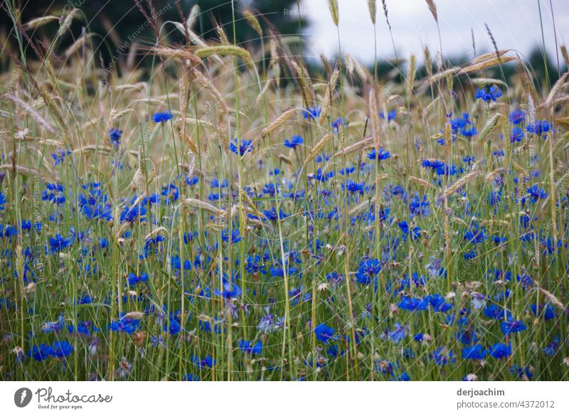 Ein letztes erblühen des Weizenfeld und im Vordergrund sind  blaue Kornblumen. Kornfeld Feld Natur Landwirtschaft Außenaufnahme Nutzpflanze Getreide