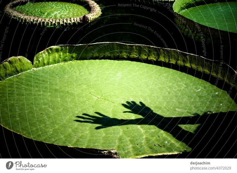 Riesenseerose mit zwei  über kreuz, liegenden Händen, mit  Schatten im Sonnenlicht. Seerosen Natur Wasser Farbfoto Außenaufnahme Teich Pflanze Menschenleer