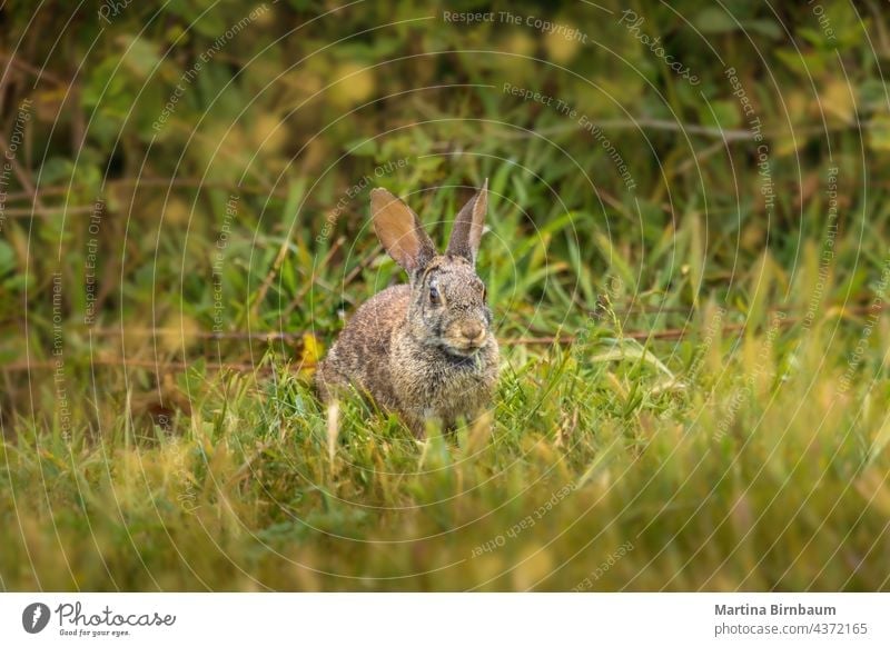 Wildes Baumwollschwanzkaninchen im Gras sitzend mit einem Grashalm im Maul Hase Kaninchen Garten Ostern wild Ohren Natur grün Essen Klinge Tierwelt Säugetier