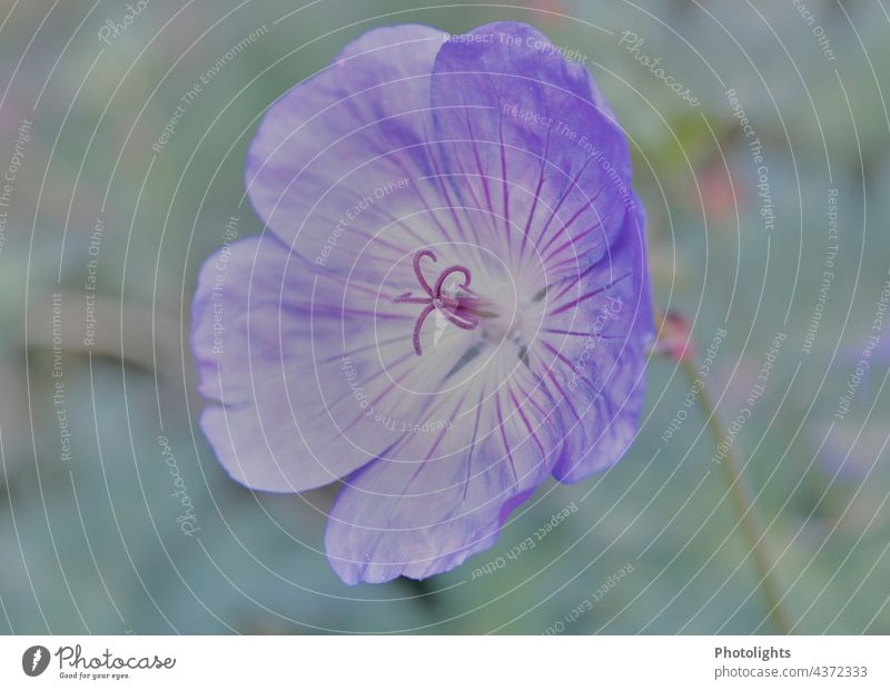 Blüte eines Storchenschnabels in zarten Farben Blume Bodendecker pastell Pastellton Blütenknospen flower blue blossom Blühend Wiese Wildpflanze Tag Sommer