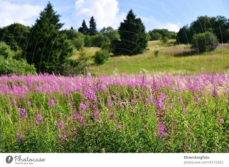 blühende Weidenröschen in der "Hohen Rhön" wald-weidenröschen natur blume rhön bayern thüringen hessen landschaft rosa pink berg gebirge rhöner wacholder busch