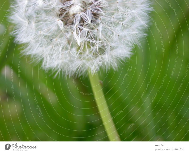 Pusteblume Löwenzahn Blume grün Blüte Stengel