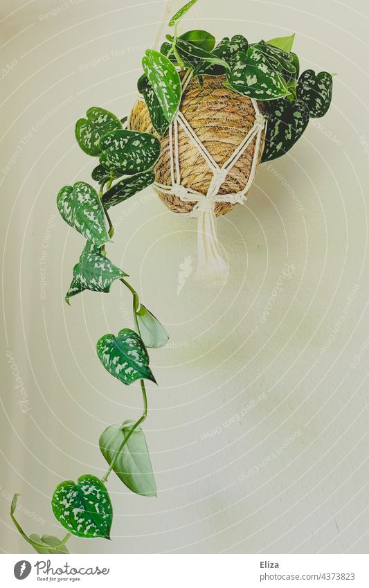 Grüne hängende Zimmerpflanze mit Übertopf in einer Blumenampel aus Makramee  - ein lizenzfreies Stock Foto von Photocase