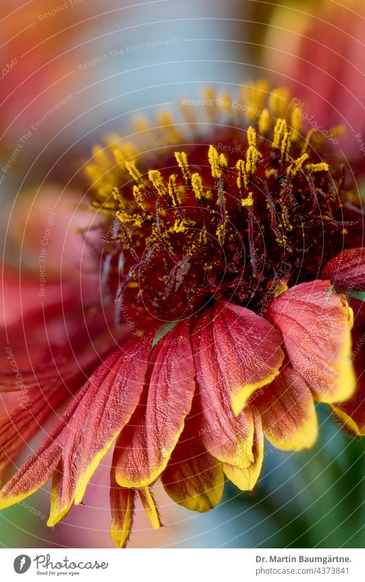 Blütenstand einer Kokardenblume (Gaillardia) Blume blühen rot gelb Sommerblume aus Nordamerika Korbblütler Asteraceae geringe Tiefenschärfe Zierpflanze