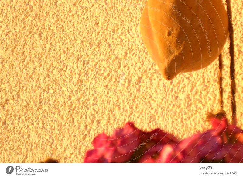 Ohne Titel Physik Warmes Licht Unschärfe Blume Wand Makroaufnahme Nahaufnahme Wärme