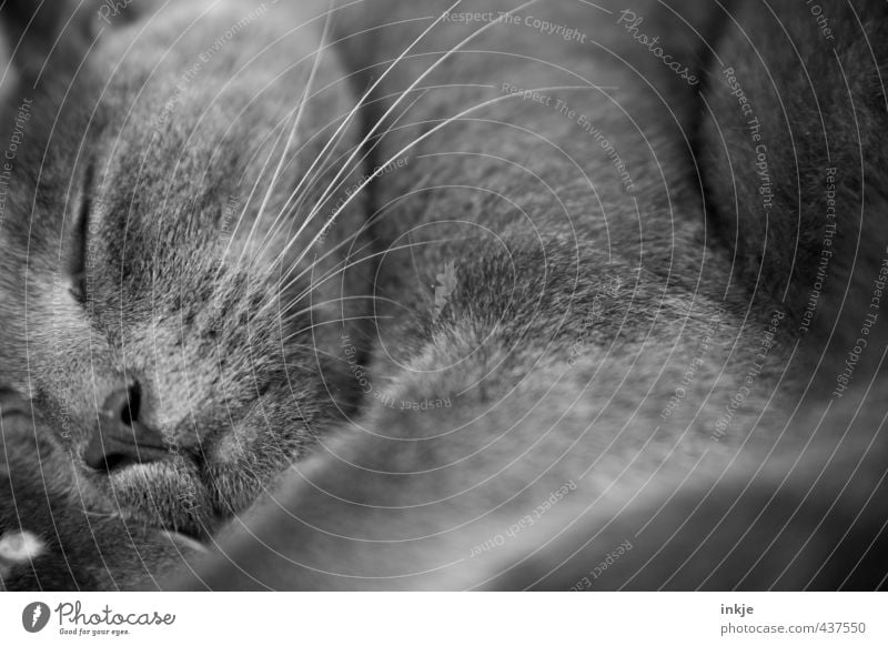 Vollbildmodus + Schlummermodus Tier Katze Tiergesicht Fell Schnurrhaar 1 Erholung liegen schlafen kuschlig nah weich grau Gefühle Geborgenheit ruhig Müdigkeit