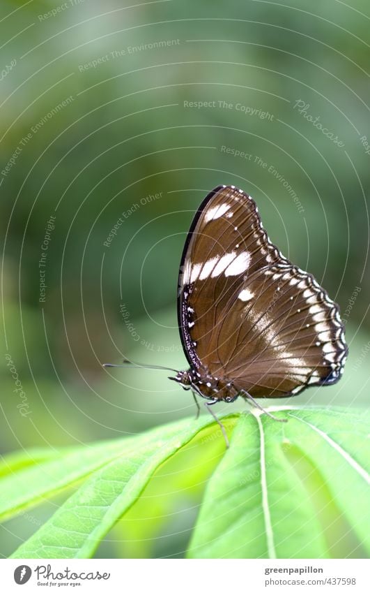 Hypolimnas bolina - Große oder gewöhnliche Eierfliege Umwelt Natur Tier Pflanze Blatt exotisch Urwald Schmetterling Zoo braun grün Wellness Tropenhaus Erholung