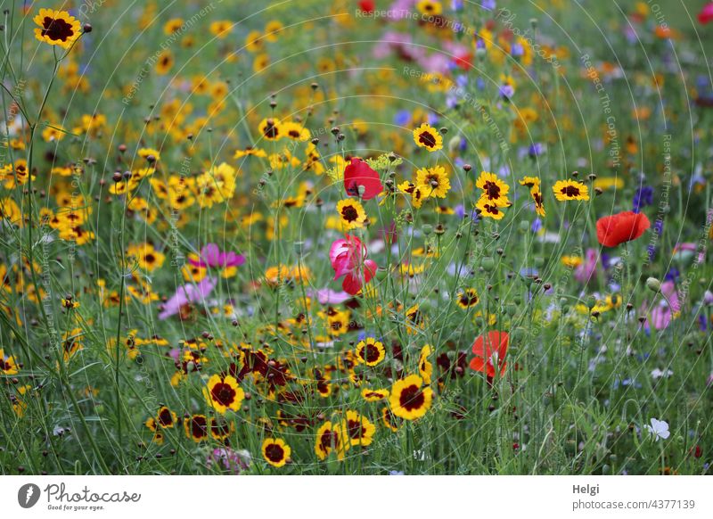 Blumenwiese Blühwiese Blüte bunt viele Bienenparadies Insektenparadies blühen wachsen Park Natur Umwelt Umweltschutz Pflanze Sommer Außenaufnahme Wiese