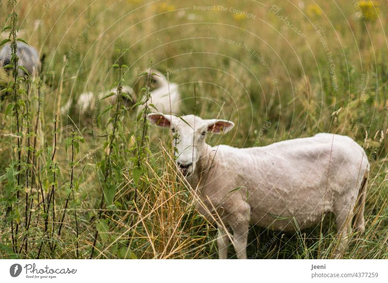 Geschorene Schafherde auf einer Koppel Tiere Wiese Herde Natur Wolle Landwirtschaft Weide Schafe Fell Sommer geschoren wollig weiß grasen Dorf Bauernhof