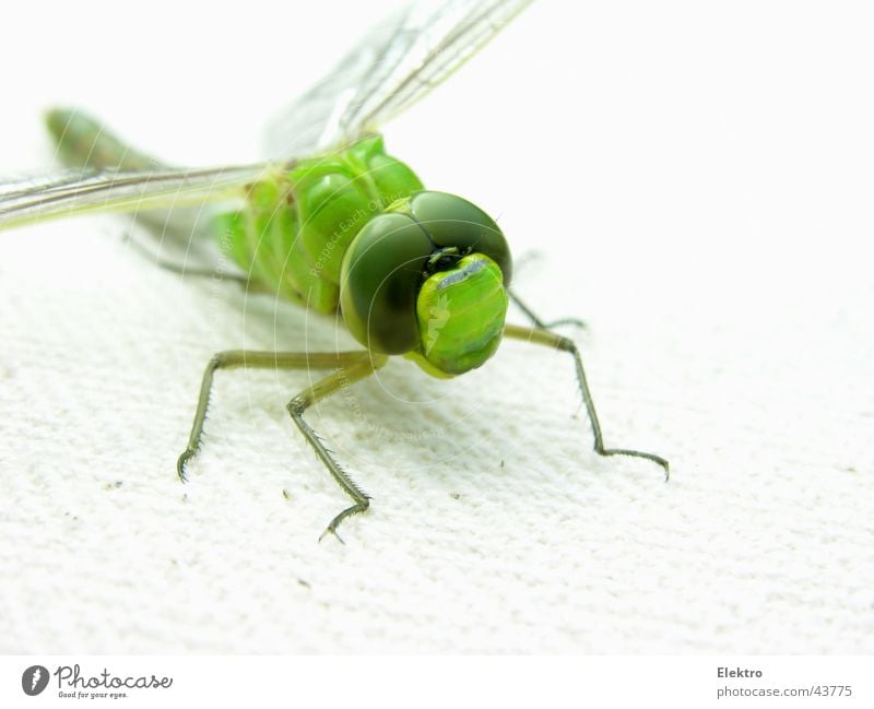 Odonata Libelle Insekt Flügel Auge grün Makroaufnahme Spannweite Tragflächenspitze Gras Wiese Dieb Spinne See Teich Bach Garten Gartenbau Sommer departure
