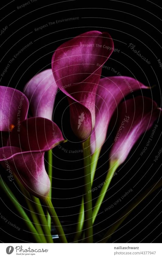 Zantedeschien. Kalla Calla-Lilien Nahaufnahme detailliert Detailaufnahme Einzelblüte Makro dunkel Farbfoto elegant schwarzer hintergrund Schönheit der Natur