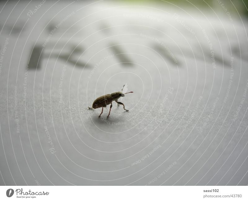 Das kleine Krabbeln krabbeln Insekt Wildtier Blatt Papier Schädlinge Käfer Rin Schriftzeichen