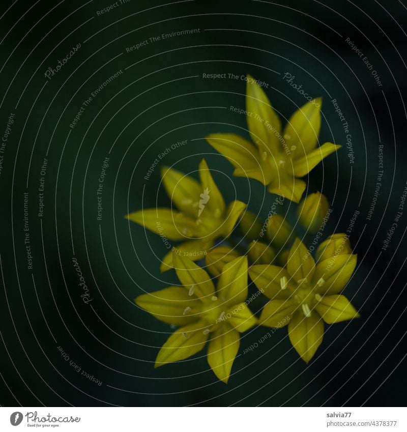 gelbe  Sternblüten des Goldlauchs vor dunklem Hintergrund Blumen Blüten Frühblüher in der Blüte Frühling Blühend Farbfoto Nahaufnahme Vogelperspektive Kontrast