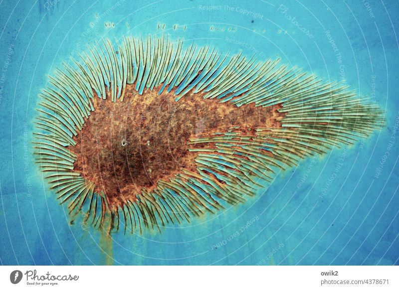 Mikrobe Zufallsprodukt Tierchen Einzeller Wassertierchen Fortbewegung Unterwasseraufnahme Struktur Rostfleck Farbe abblättern Metall kaputt alt Vergänglichkeit