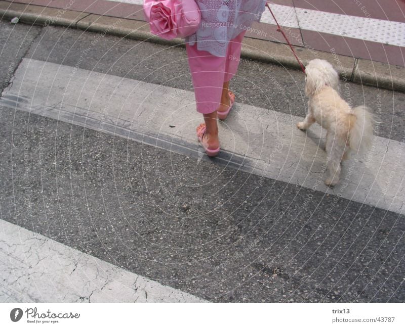 überquerung des zebrastreifens Überqueren Zebrastreifen Frau unten Hund Streifen rosa Tasche Hose Schuhe Zusammensein gehorchen Pudel grau gestreift weiß 2