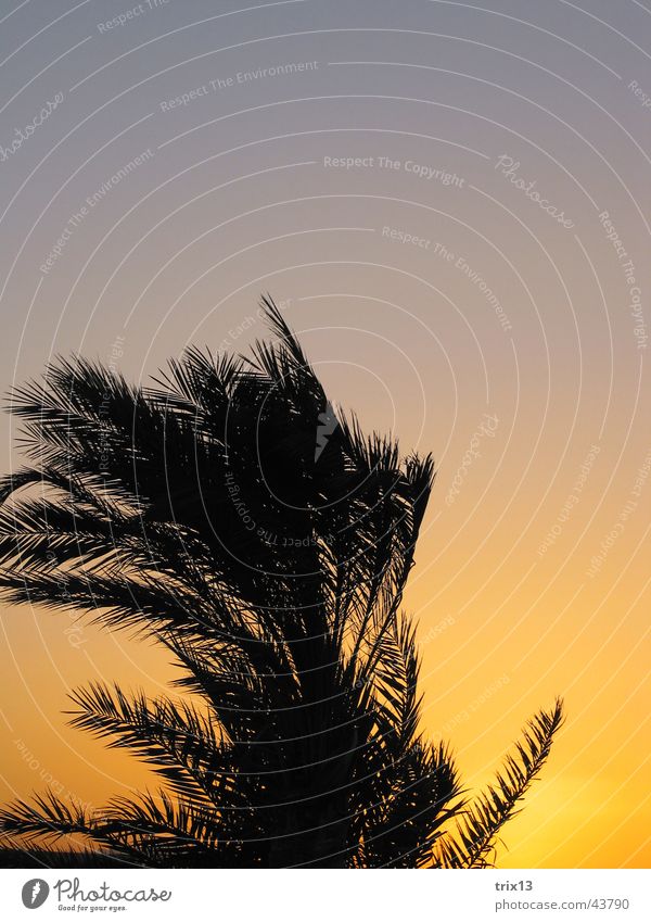 palme in der abendsonne Ferien & Urlaub & Reisen Hurghada Ägypten Palme Sonnenuntergang gelb schwarz orange Wind Himmel Rotes Meer
