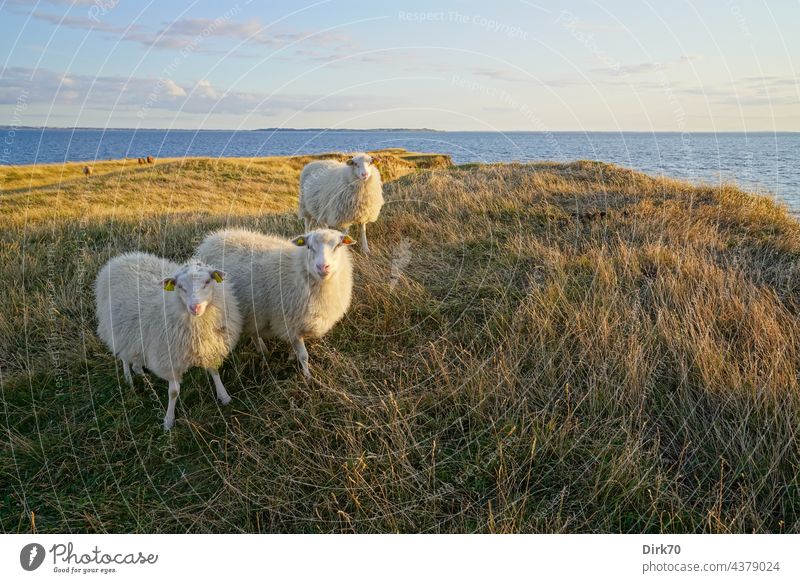 Schafe auf der dänischen Halbinsel Ordrup Næs auf Seeland Ostsee Dänemark Schafherde Natur Nutztier Herde Wiese Landschaft Tiergruppe Außenaufnahme Wolle