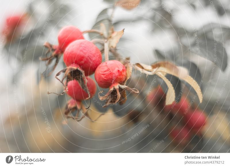 Hagebutten rund, zeugen von Vergänglichkeit, herbstlich rot gefärbt Frucht Rose Pflanze Nahaufnahme Schwache Tiefenschärfe entsättigt Herbst Natur Garten schön